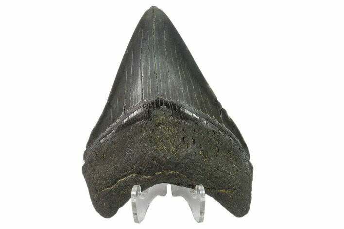 3.68" Fossil Megalodon Tooth - South Carolina